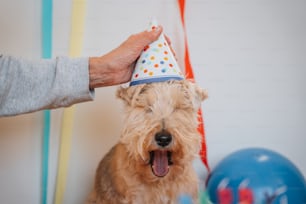 Un perro pequeño con un sombrero de fiesta con la boca abierta