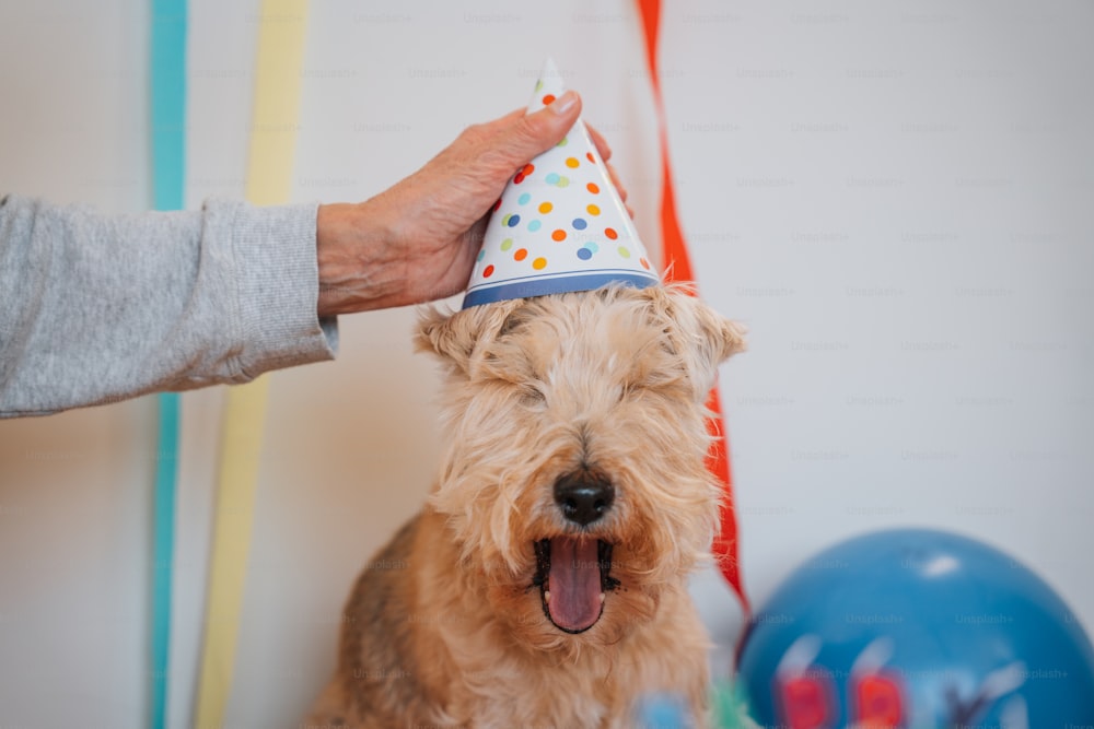um cão pequeno usando um chapéu de festa com a boca aberta