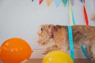 a small dog standing next to a bunch of balloons