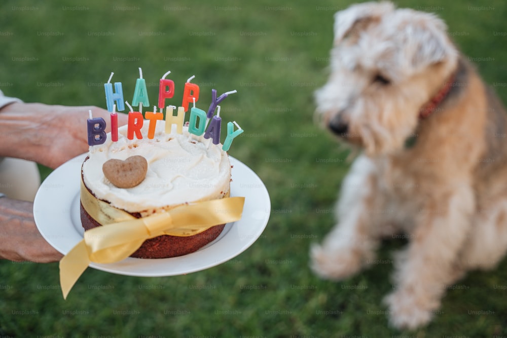 Un cane seduto accanto a una persona che tiene in mano una torta di compleanno
