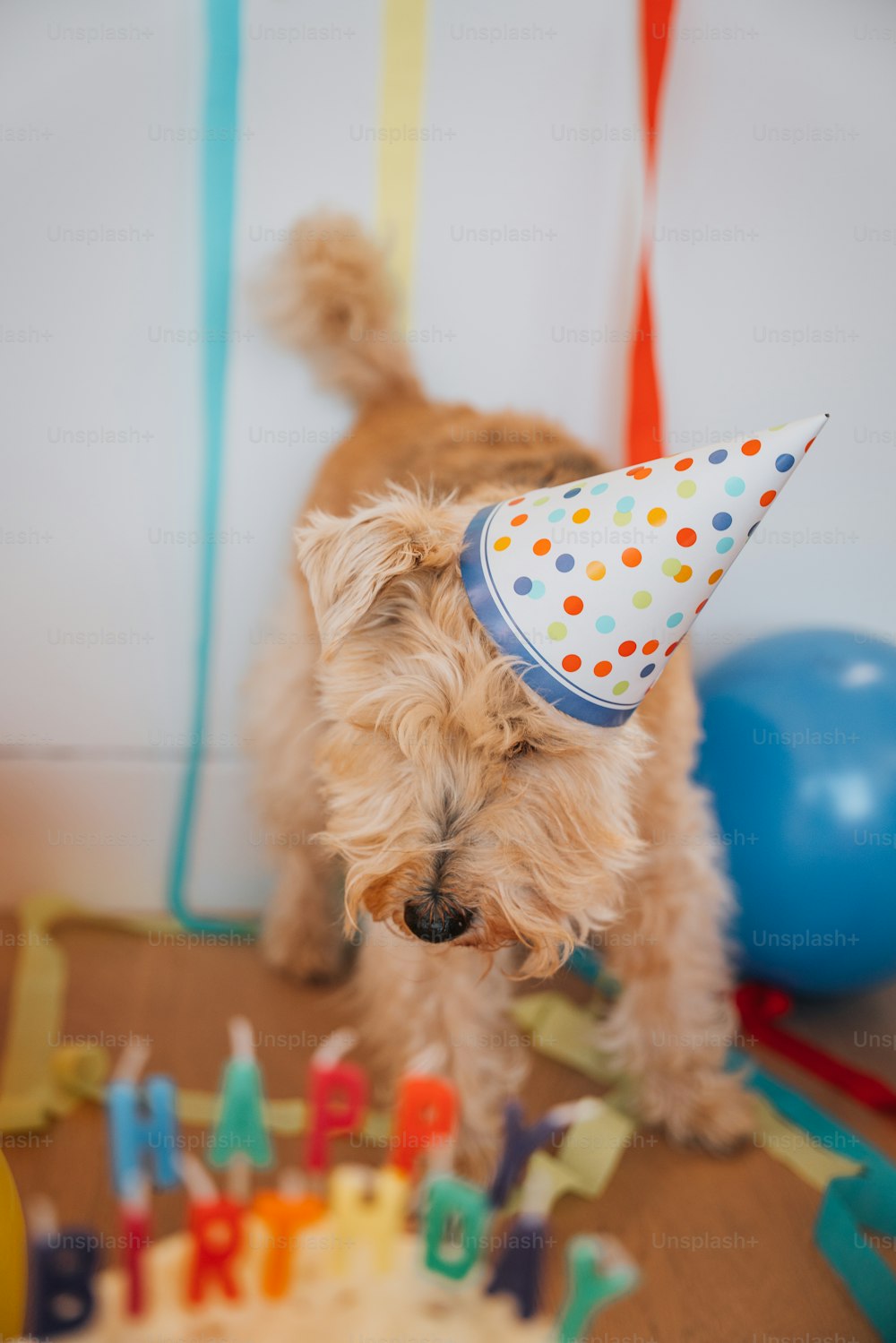 a small dog wearing a party hat standing in front of a birthday cake
