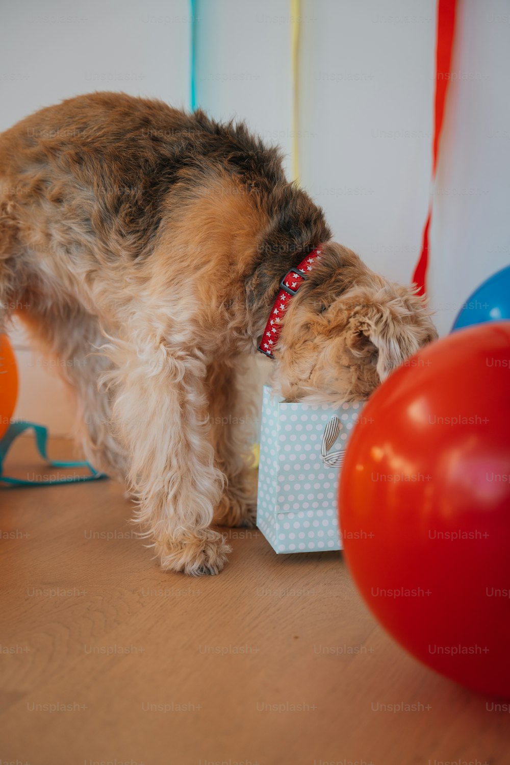 Ein kleiner Hund steht neben einem Geburtstagsgeschenk