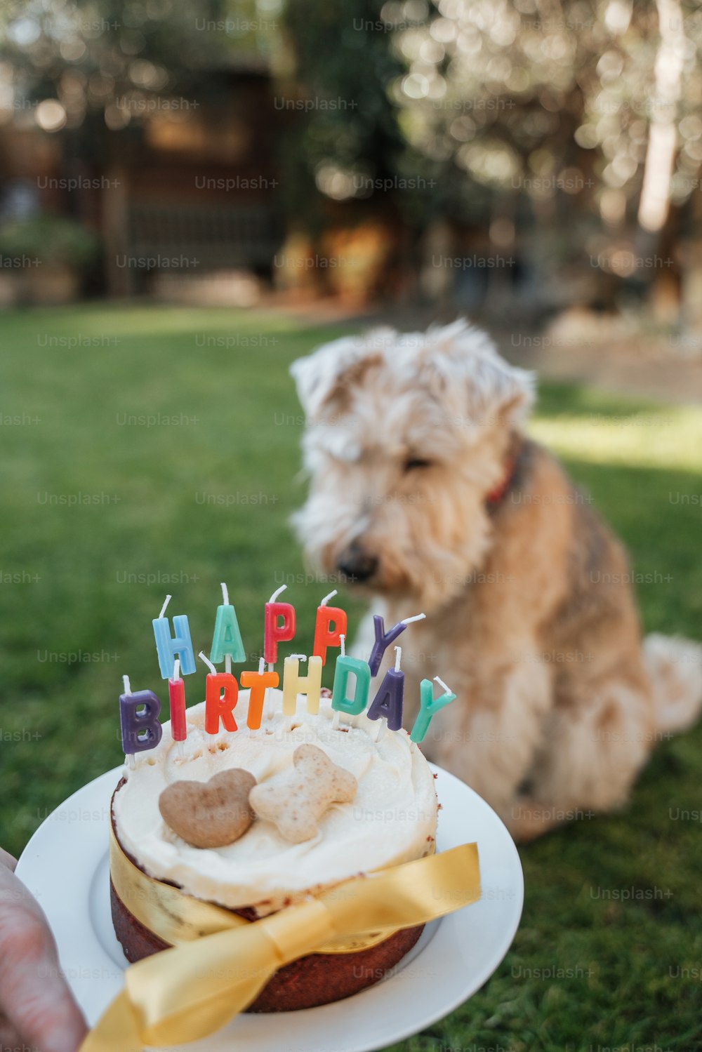 a small dog sitting next to a birthday cake