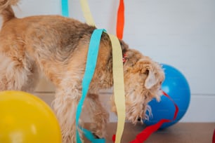 a brown dog standing on top of a wooden floor next to balloons