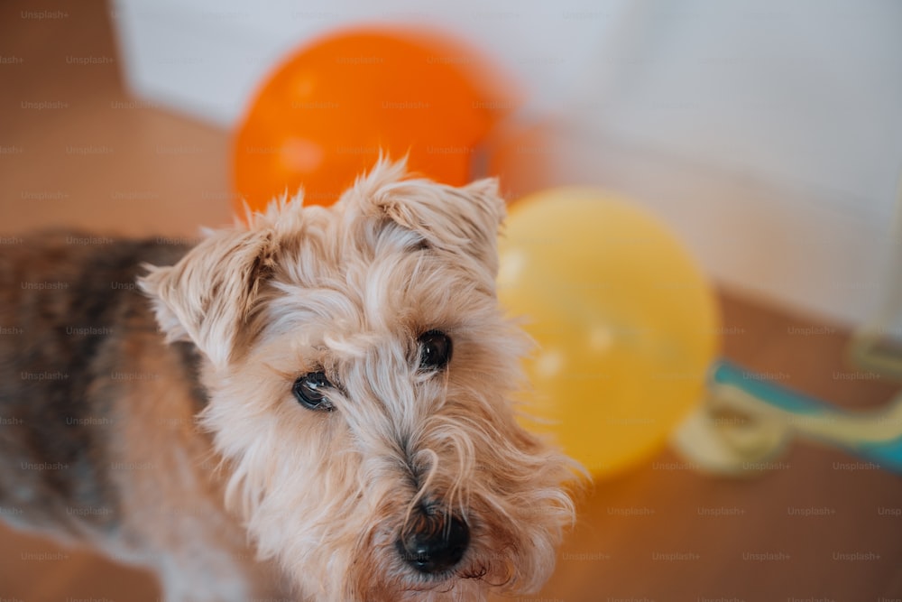 um cão pequeno em pé ao lado de um monte de balões