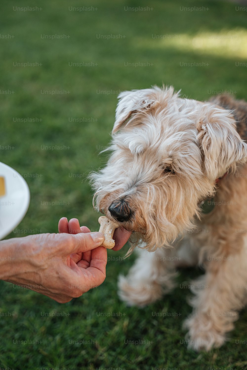 uma pessoa alimentando um cão com um pedaço de comida