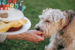 Ein Hund schnüffelt an der Hand einer Person mit einem Geburtstagskuchen im Hintergrund