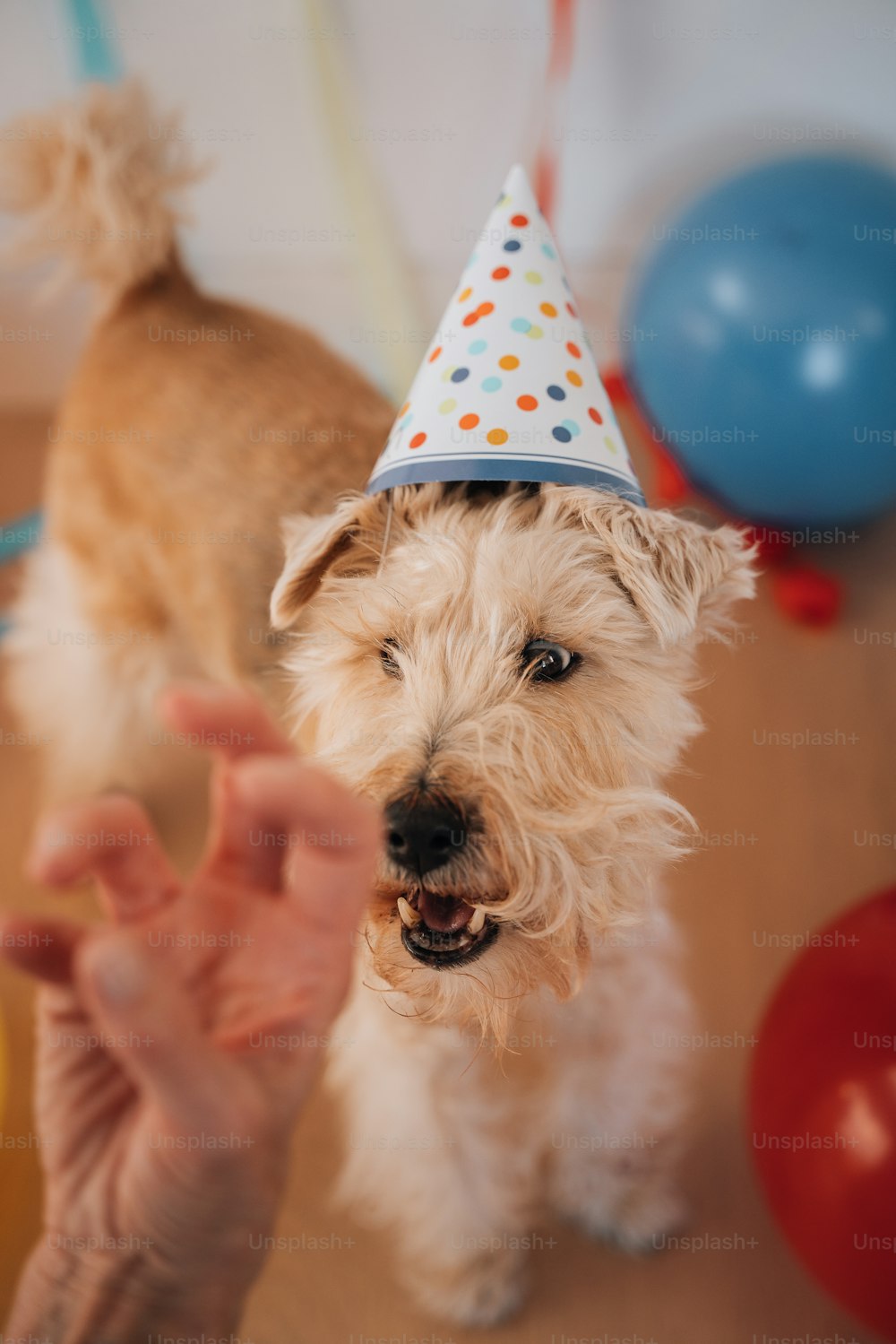 a small white dog wearing a party hat