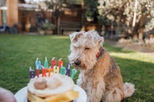 um cão sentado na frente de um bolo de aniversário
