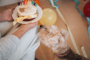 Un perro mirando un pastel de cumpleaños en un plato