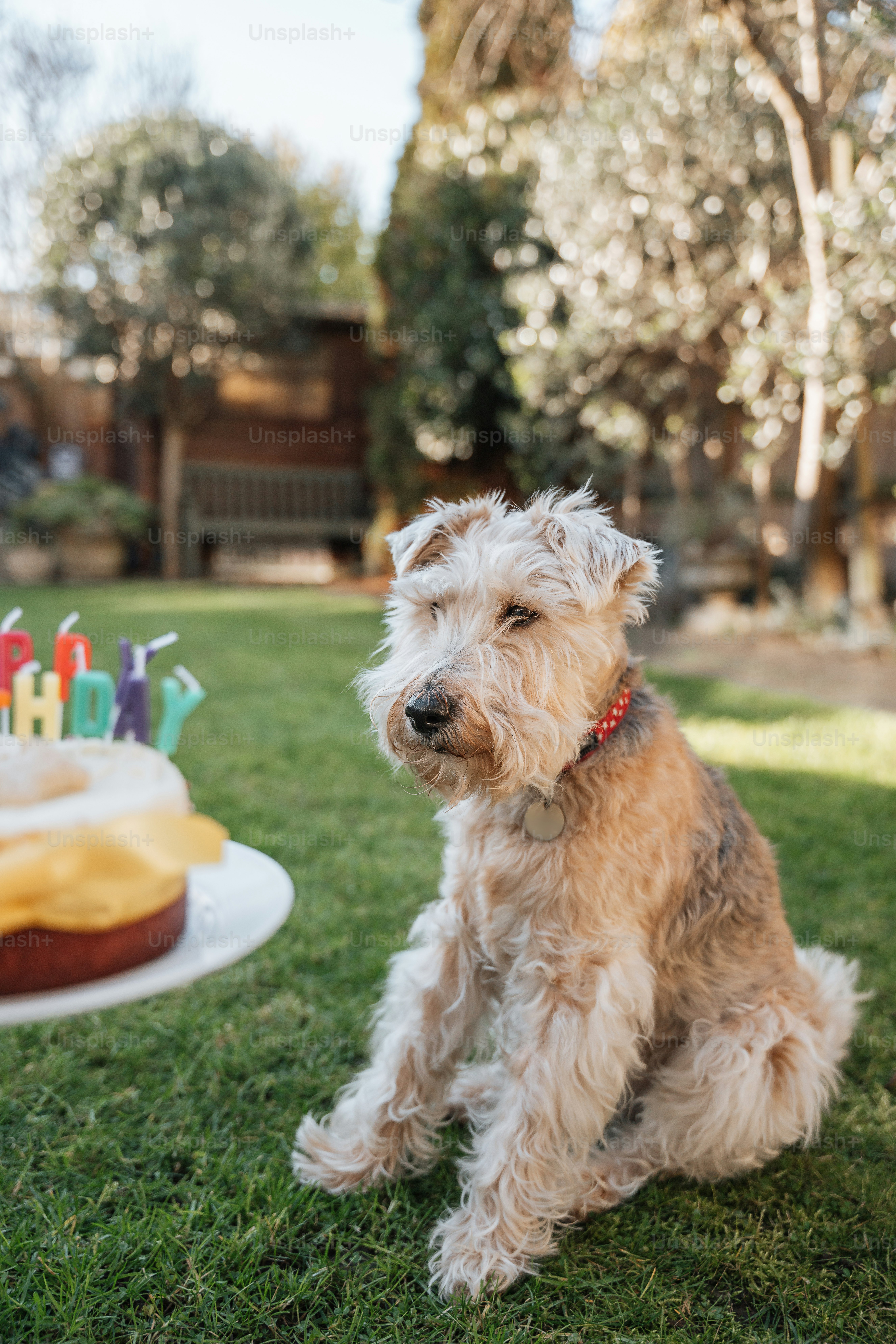 a dog sitting in the grass near a birthday cake