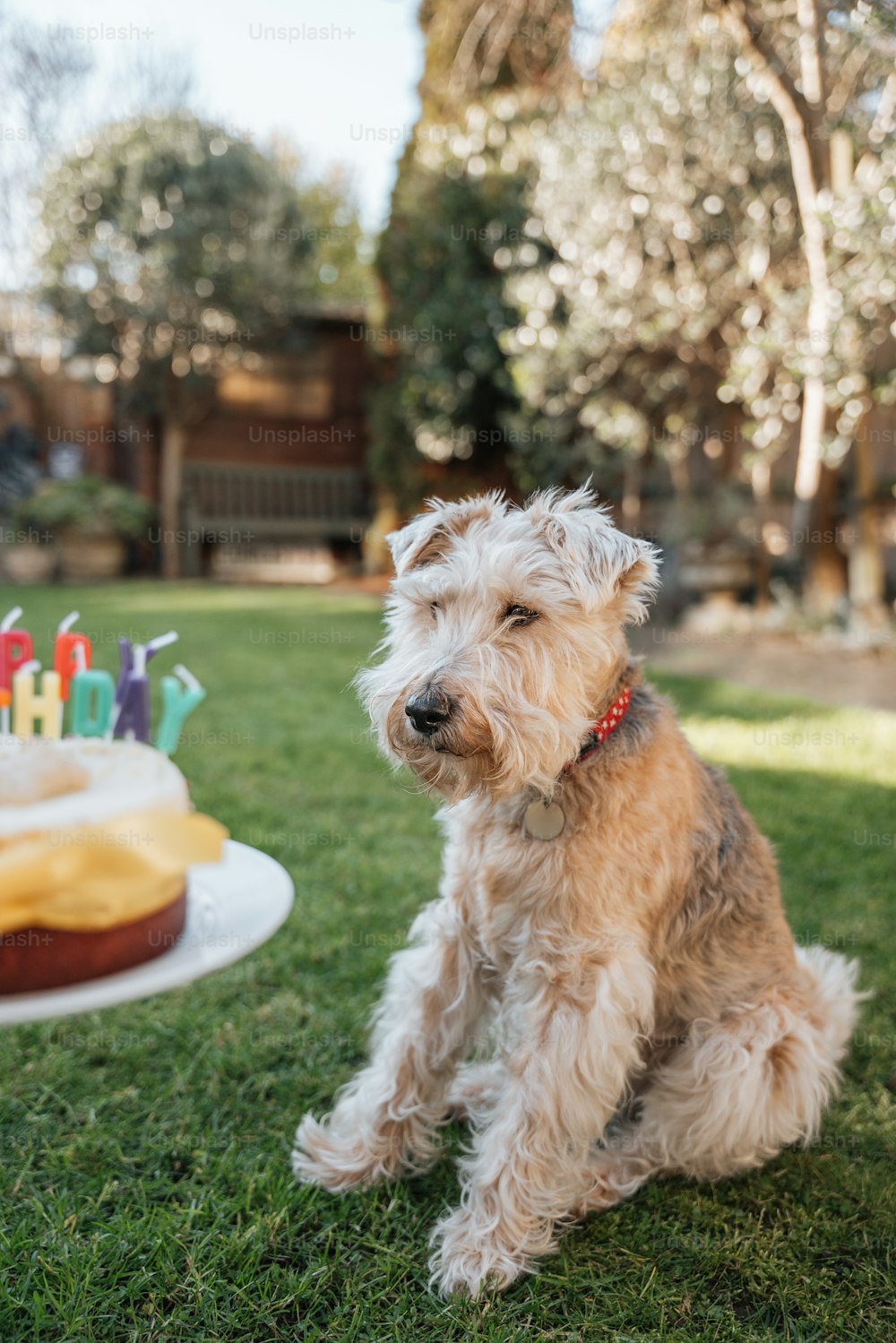 a dog sitting in the grass near a birthday cake