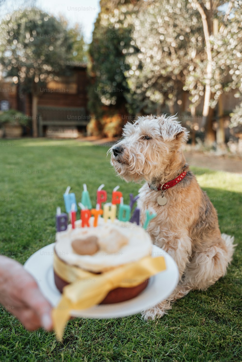 a dog sitting in the grass with a birthday cake