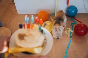 バースデーケーキの横に立つ小型犬