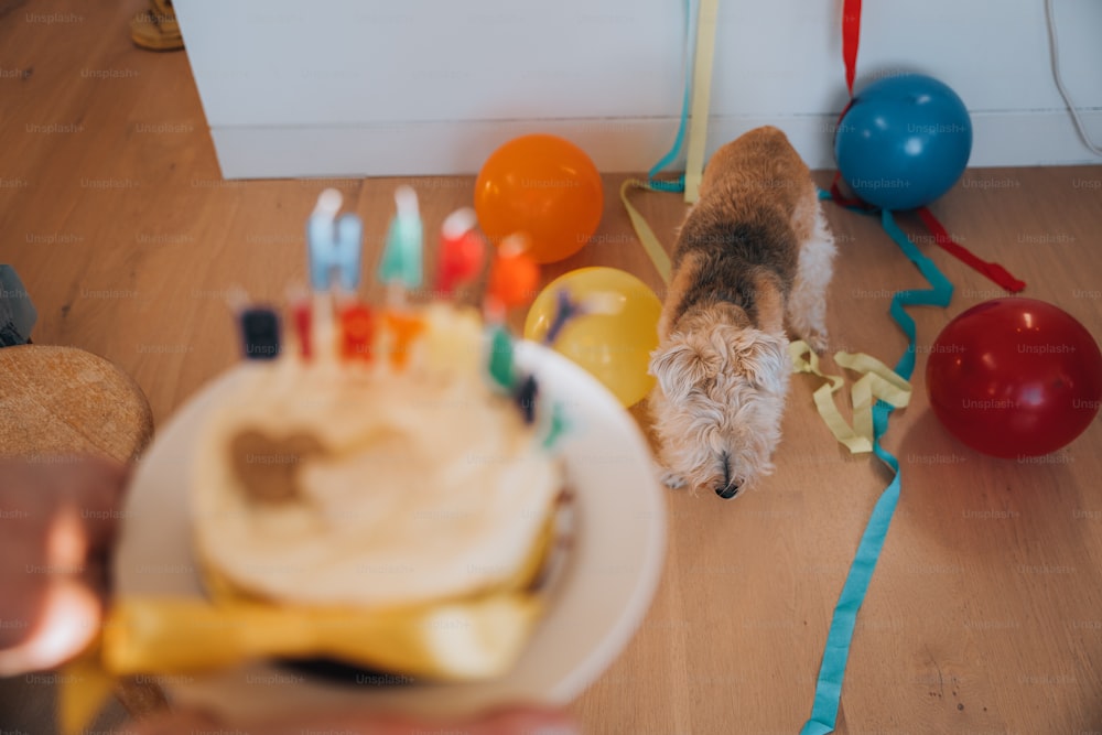 un petit chien debout à côté d’un gâteau d’anniversaire
