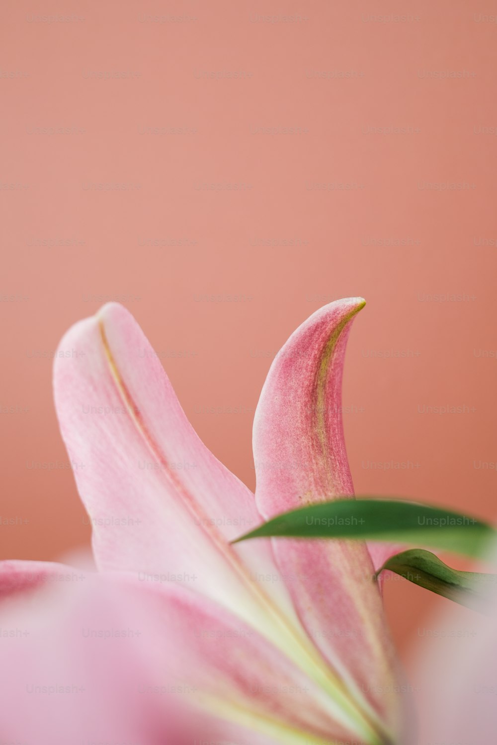 a close up of a pink flower with a pink background