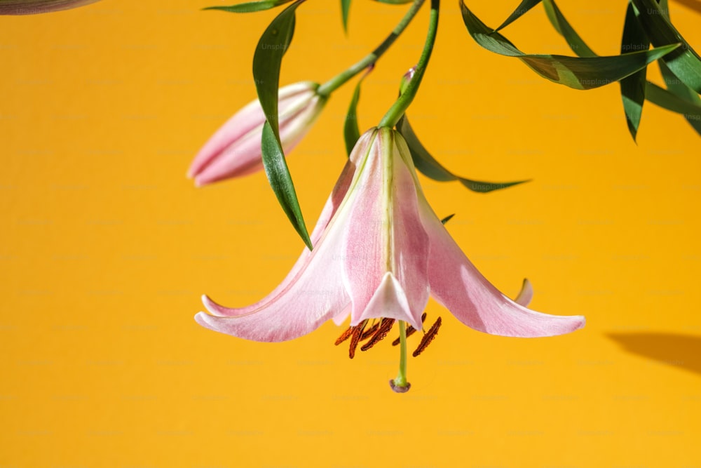 a pink flower with green leaves on a yellow background