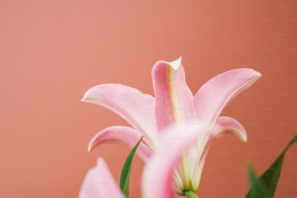 Un primer plano de una flor rosa sobre un fondo rosa