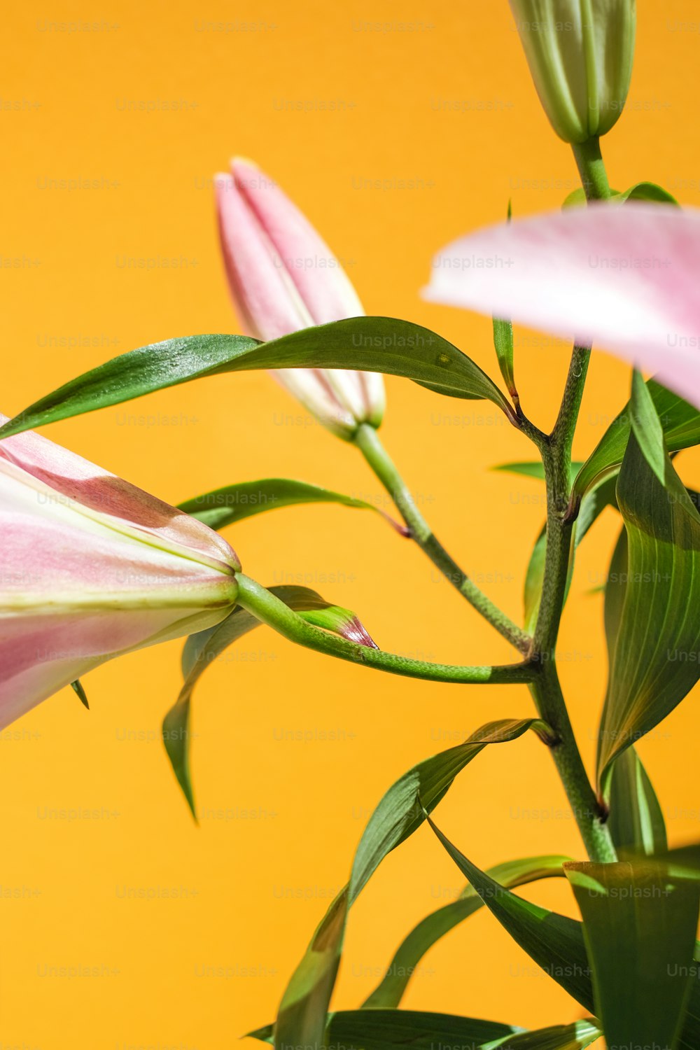 a close up of a pink flower on a yellow background