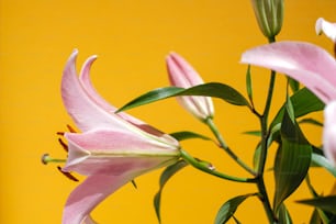 a vase filled with pink flowers on top of a table