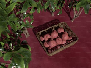 a basket of donuts sitting next to a tree