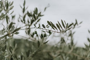 ein Zweig eines Olivenbaums mit vielen Blättern