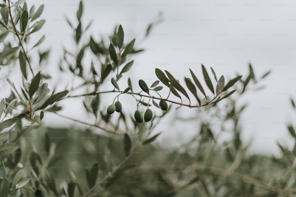 um ramo de uma oliveira com muitas folhas