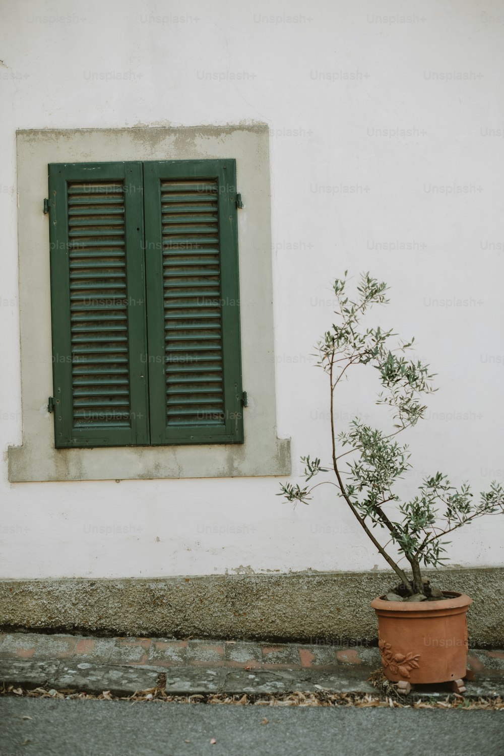 Eine Topfpflanze sitzt vor einem Fenster
