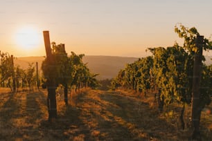 the sun is setting over a vineyard