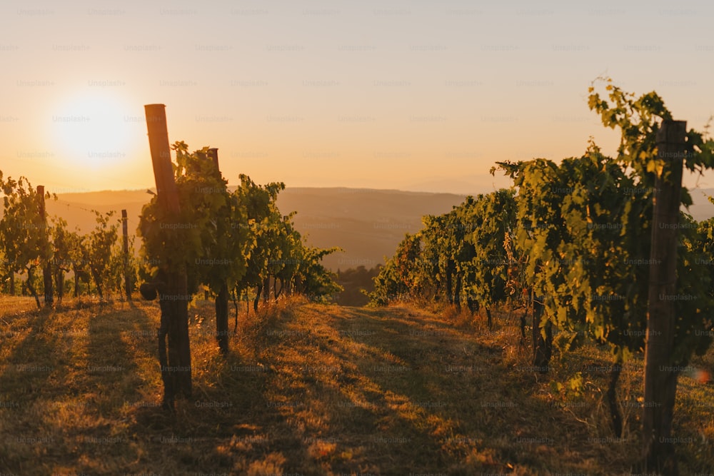 the sun is setting over a vineyard