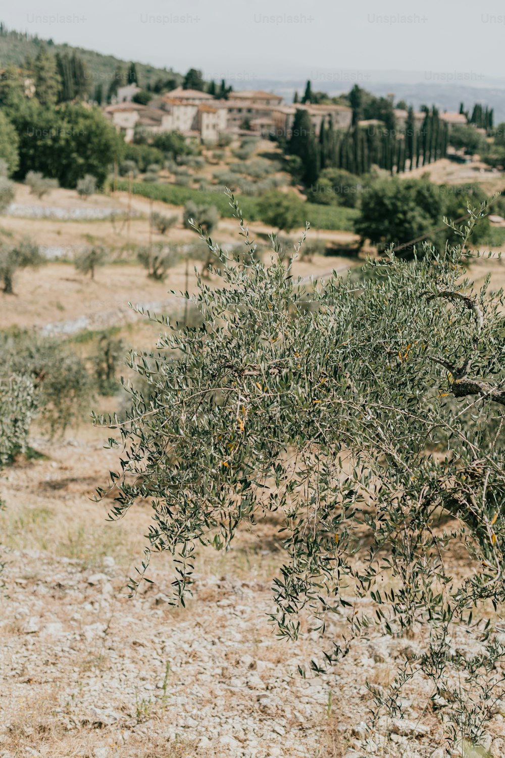 uma oliveira no meio de um campo