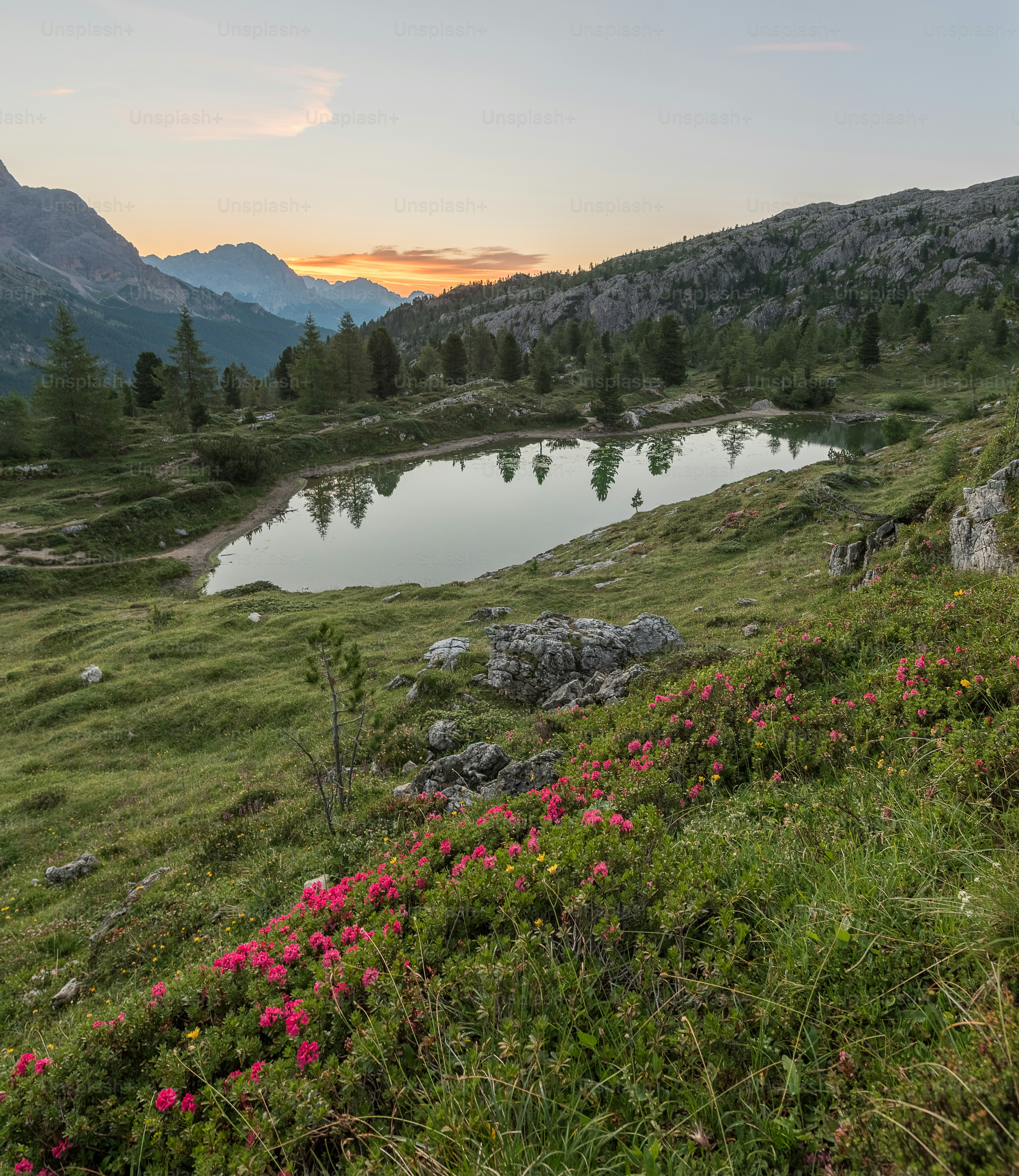 a small pond in the middle of a grassy field