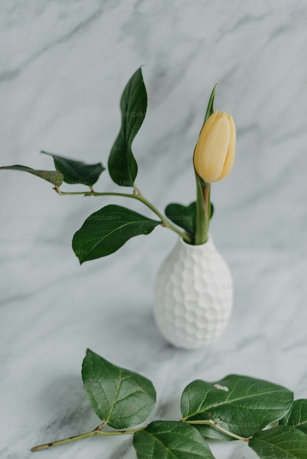Un singolo tulipano giallo in un vaso bianco