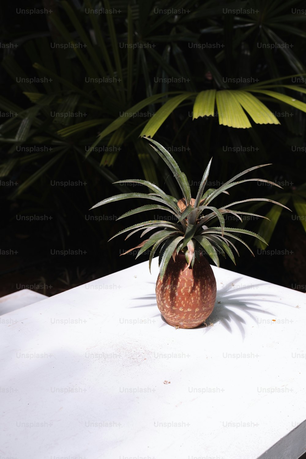 白いテーブルの上に座っているパイナップル植物