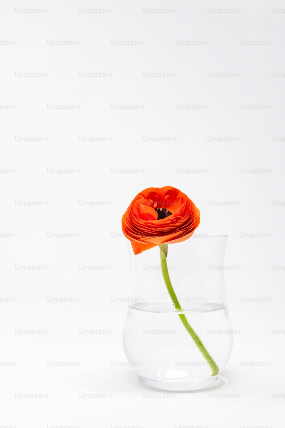 una flor naranja en un jarrón de vidrio lleno de agua