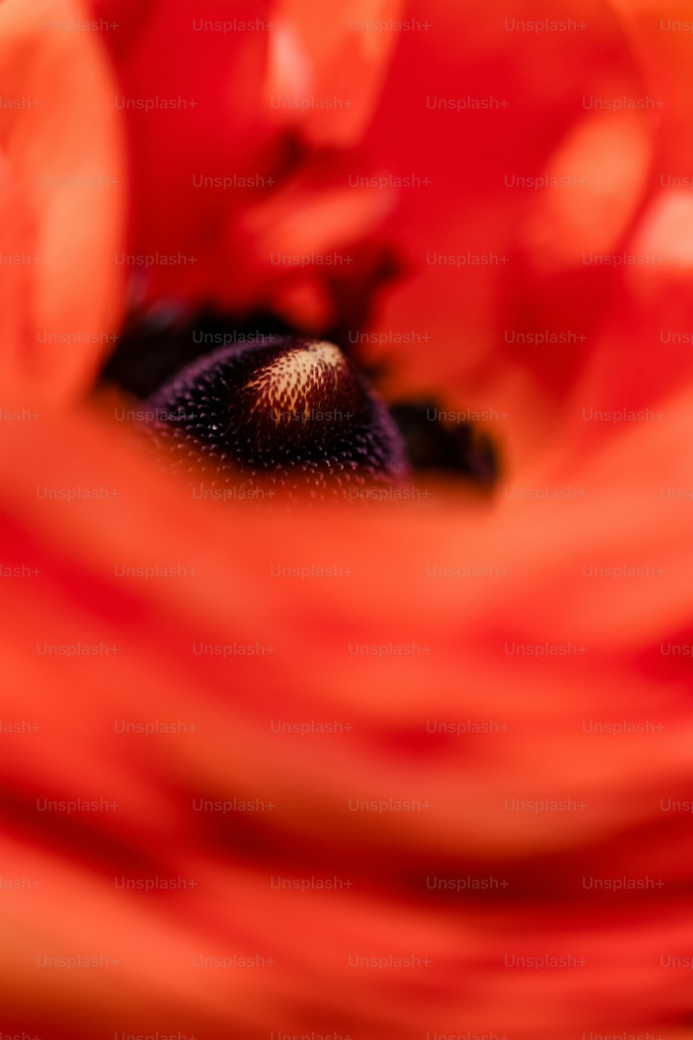 eine Nahaufnahme einer roten Blume mit verschwommenem Hintergrund