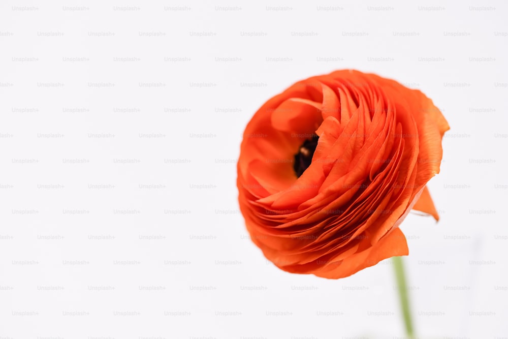 Una sola flor naranja con un fondo blanco