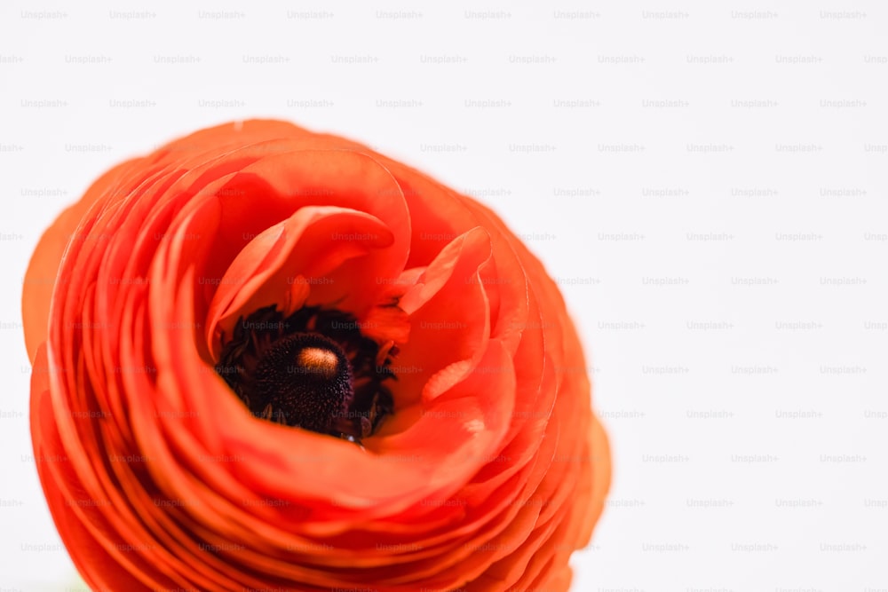 una flor naranja con un centro negro sobre un fondo blanco