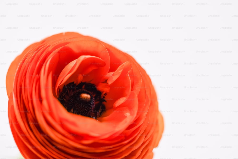 eine orangefarbene Blume mit schwarzem Zentrum auf weißem Hintergrund