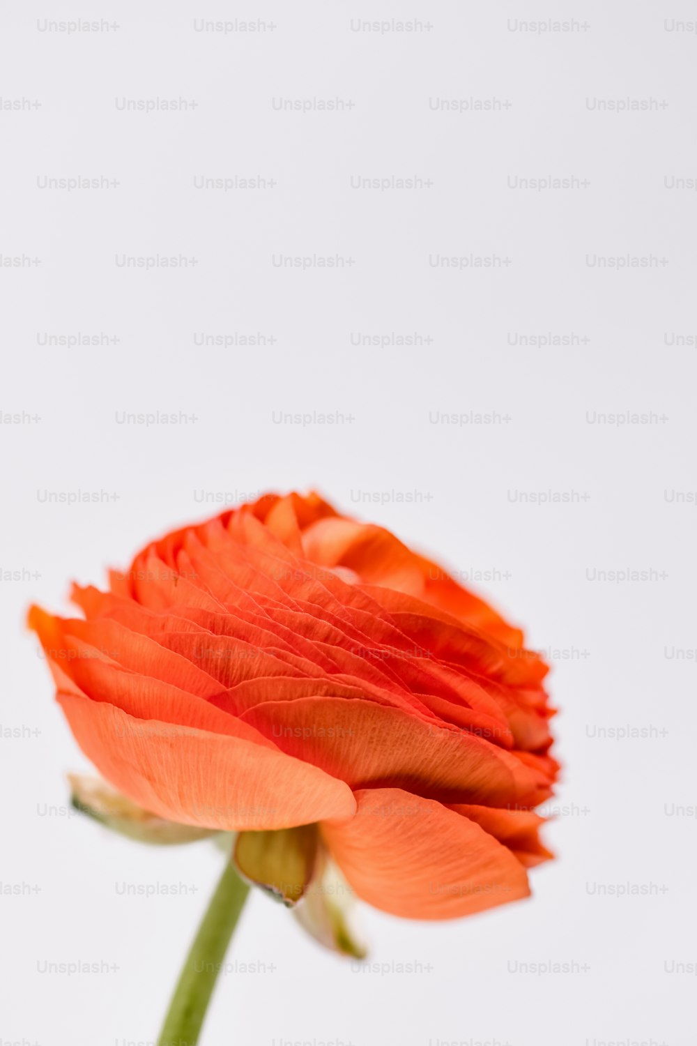 una flor naranja con un fondo blanco