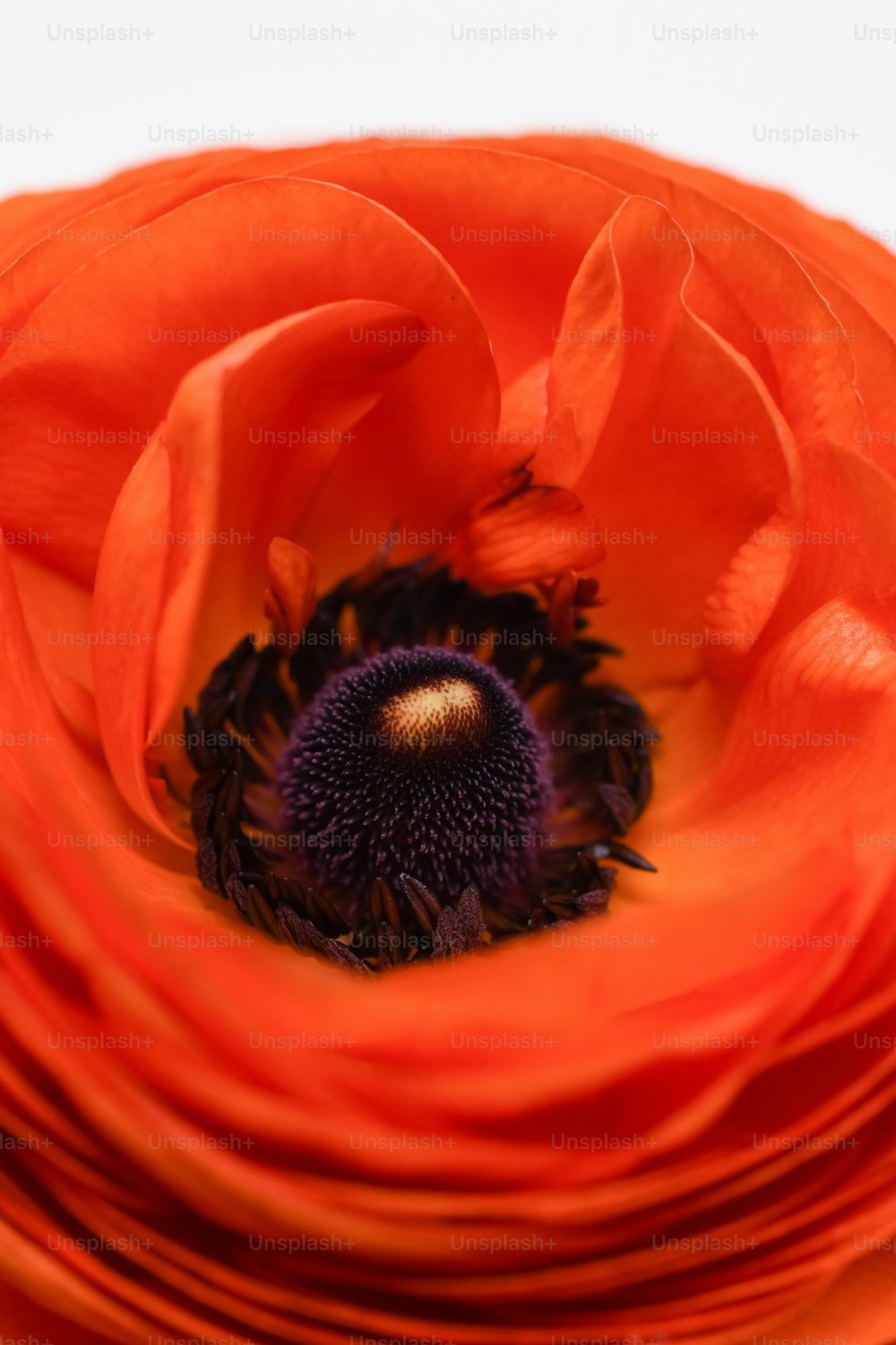 Un primer plano de una flor con un fondo blanco