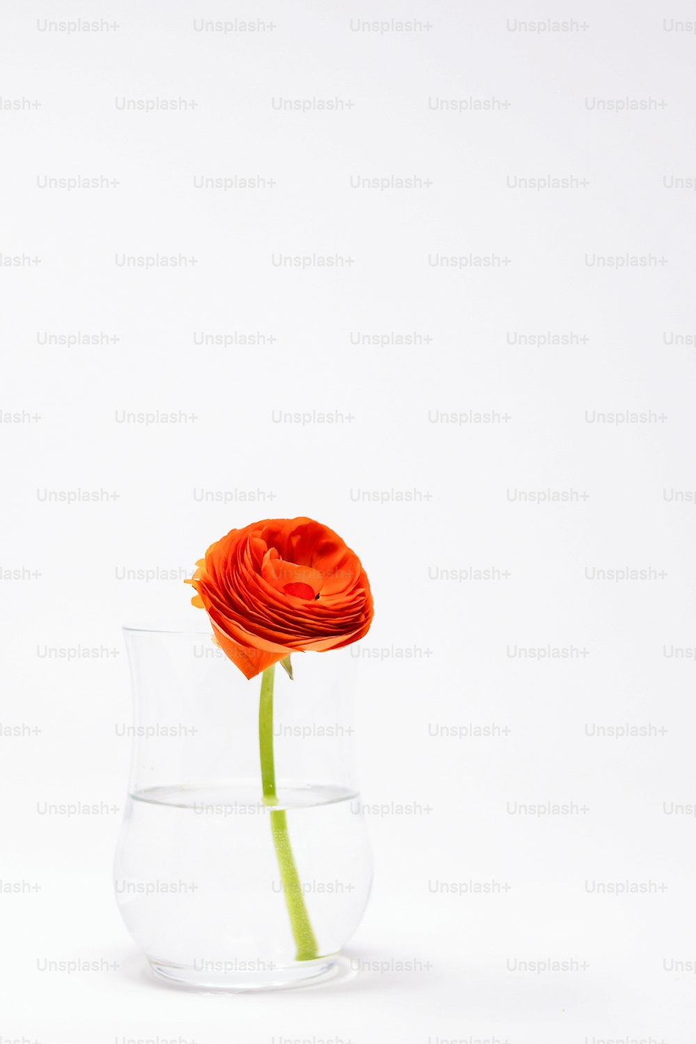 透明なガラスの花瓶に一本の赤いバラ