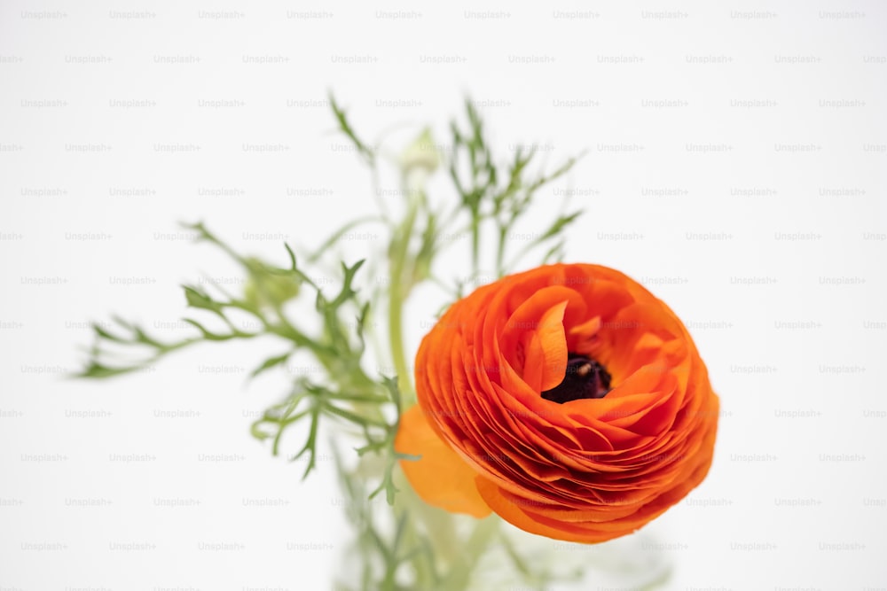 Un primo piano di un fiore in un vaso