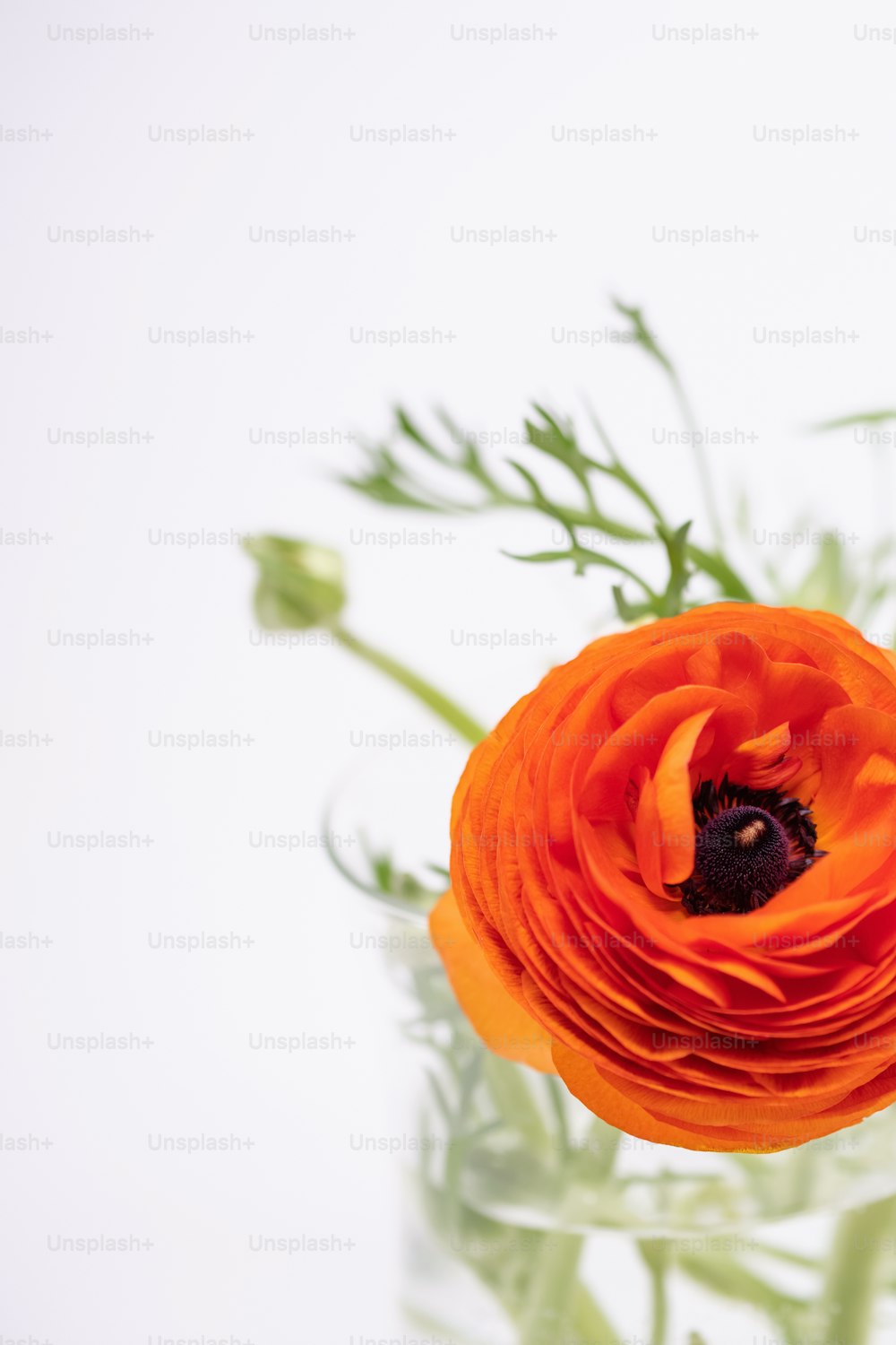 a close up of an orange flower in a vase
