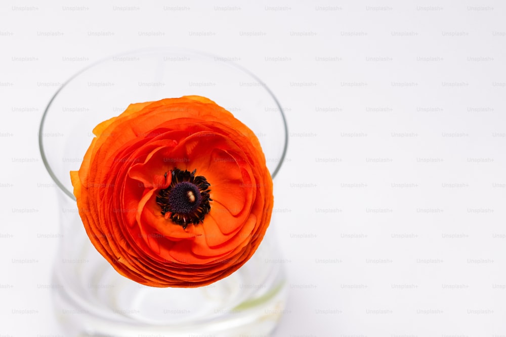 una flor de naranja en un vaso de agua