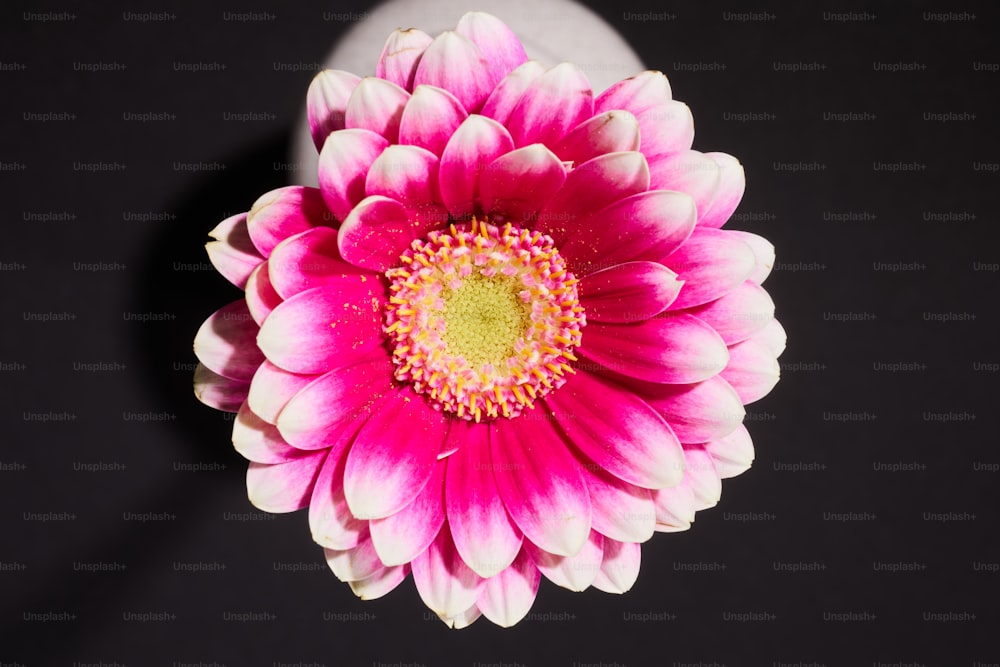 a pink and white flower sitting on top of a table