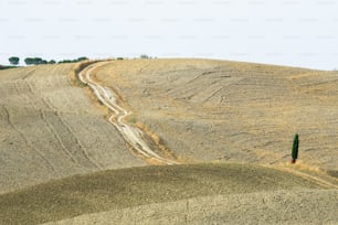 a lone tree stands in the middle of a field