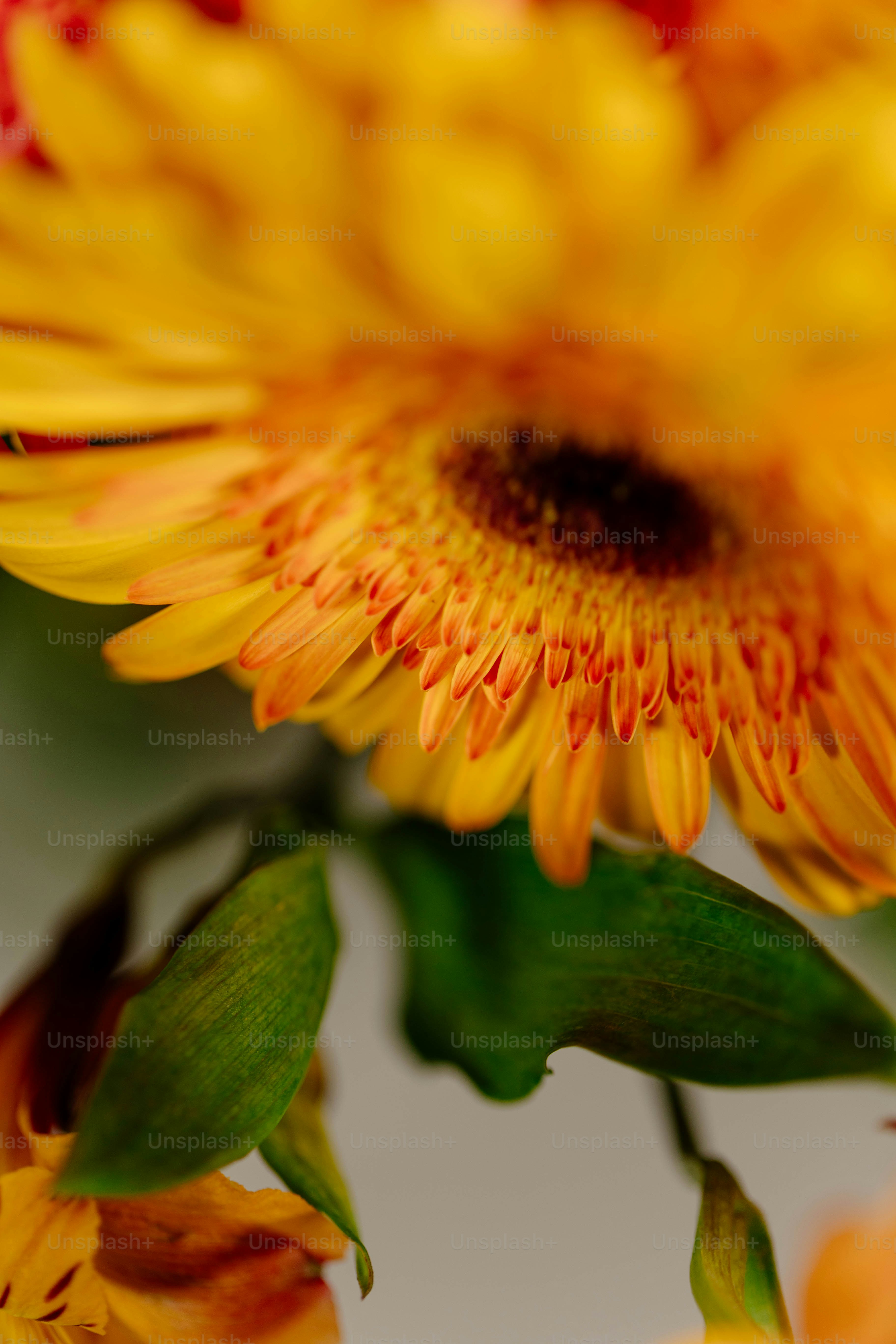 a close up of a yellow and red flower