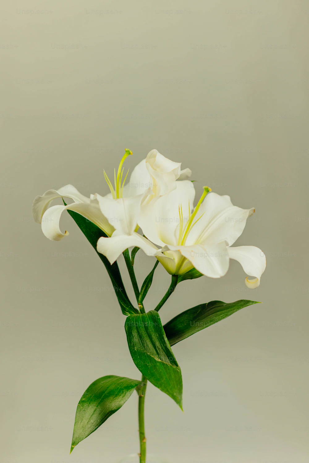 Madurai Malli Garland · 1 metre