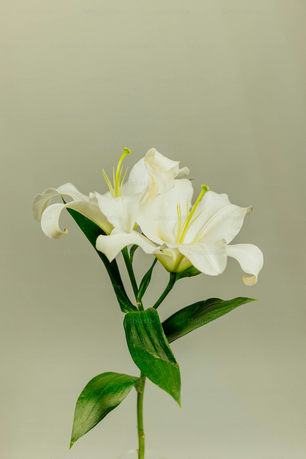 꽃병에 녹색 잎이있는 흰색 꽃